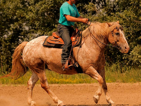„Das Pferd von hinten nach vorne reiten“ – Was wirklich dahintersteckt
