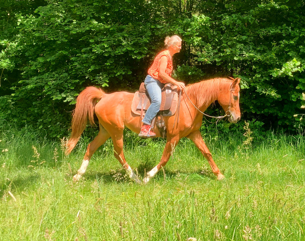 Pferd in Selbsthaltung