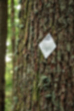 a trail marking diamond nailed to a tree on the mailbox peak trail 