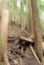 Trees and Roots across the mailbox peak trail 