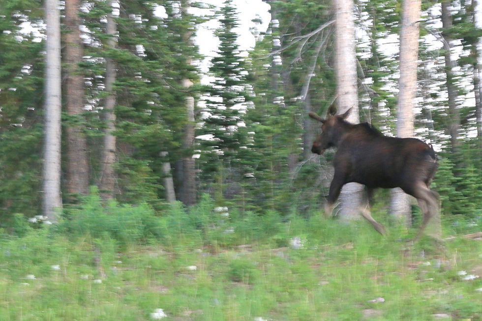 A moose running away