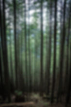 A group of pacific northwest trees along the mailbox peak trail