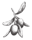 Olive%20Branch_edited.png