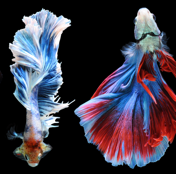 Thumbnail: Fighting Fish TV Stand