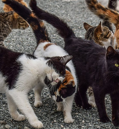 unowned-cats-7-1200x600.jpg