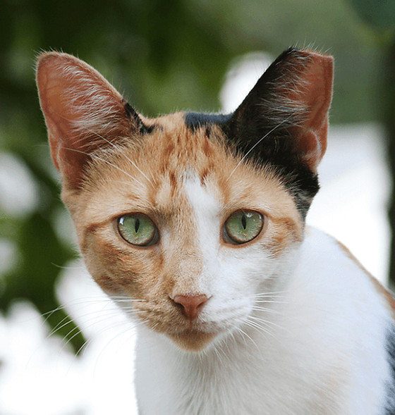 Calico-cat-with-tipped-ear-1068x607-1.pn