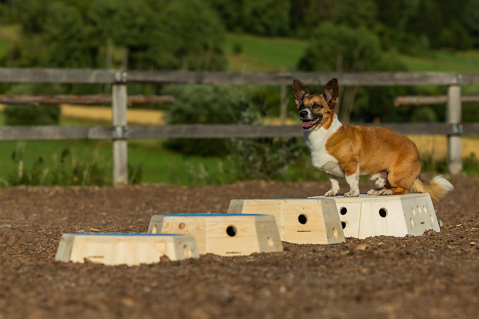 Miniaturbild: ProPod Base 9 - Flaches Trainingspodest für ruhige Basisarbeit