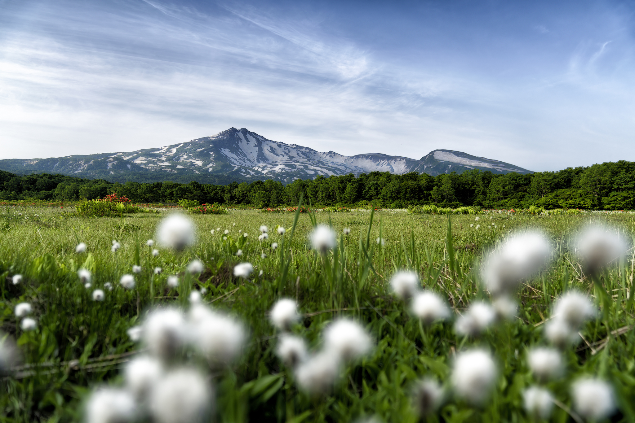 Cotton Grass