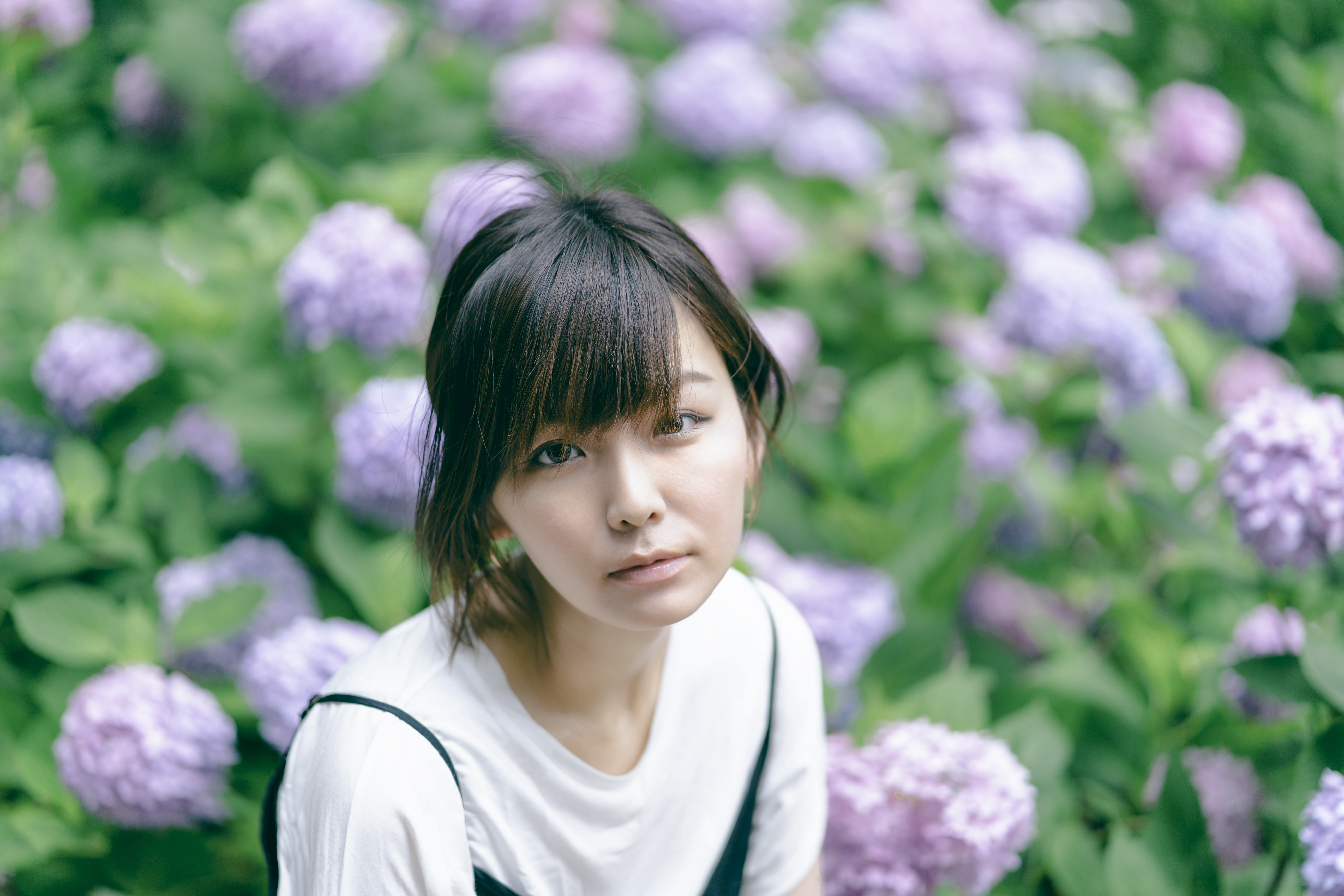 Ajisai