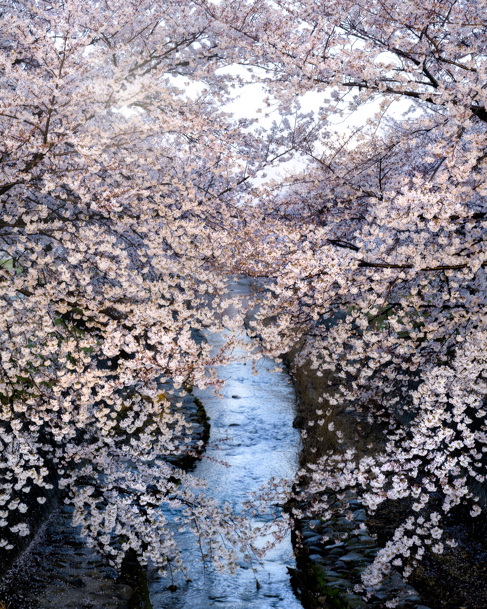 Sakura River