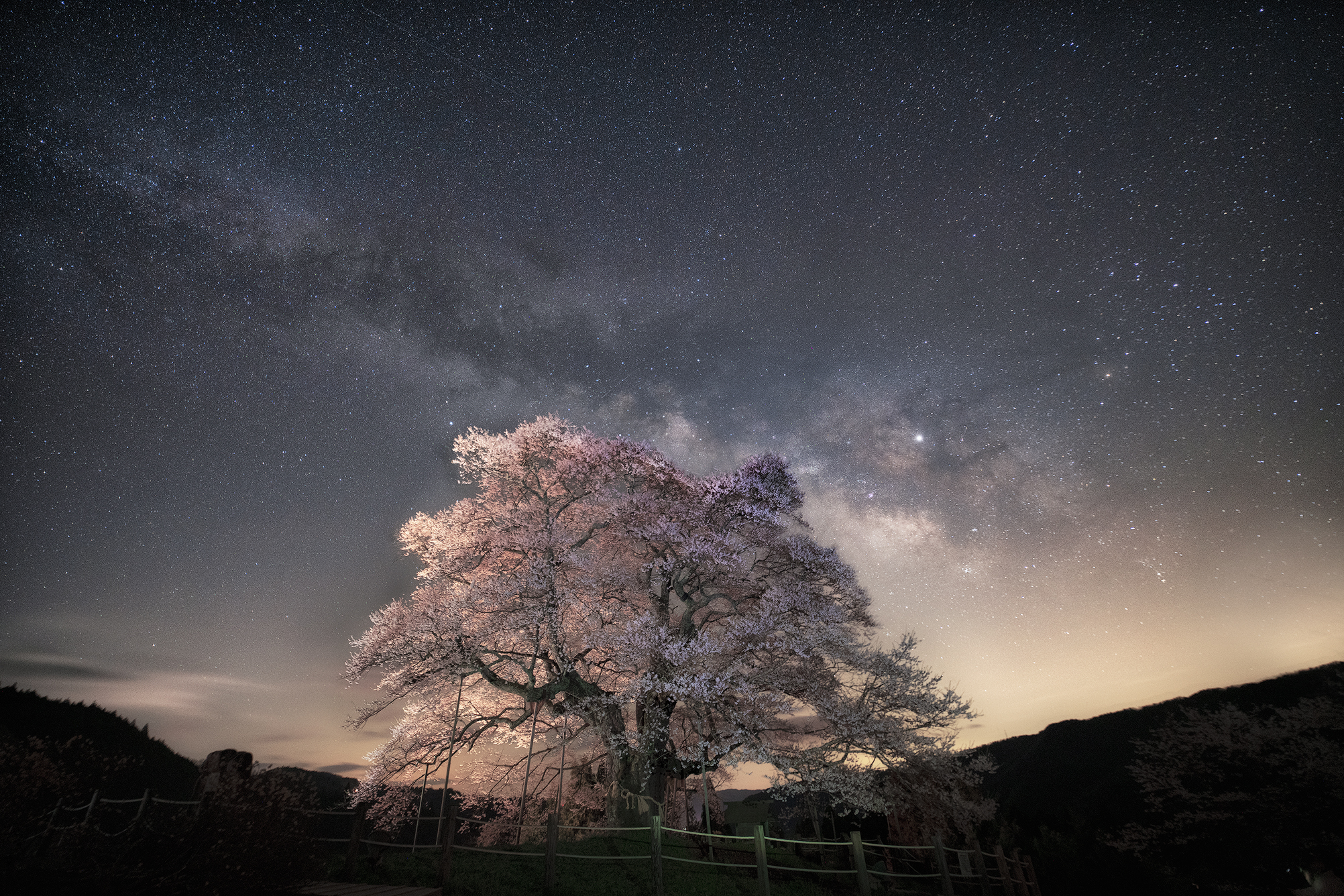 Thousand Years Cherry Blossom