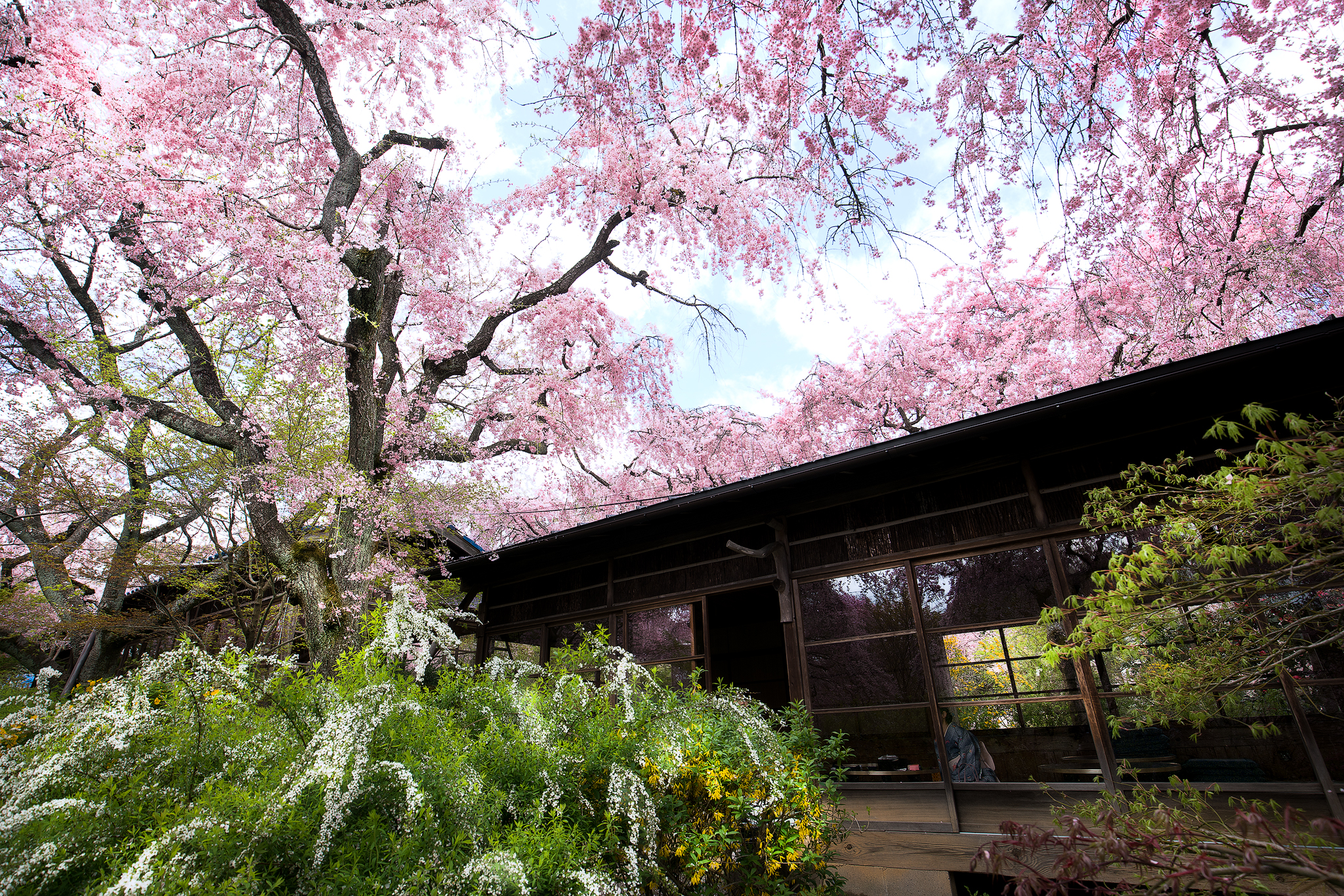 Spring in Japan