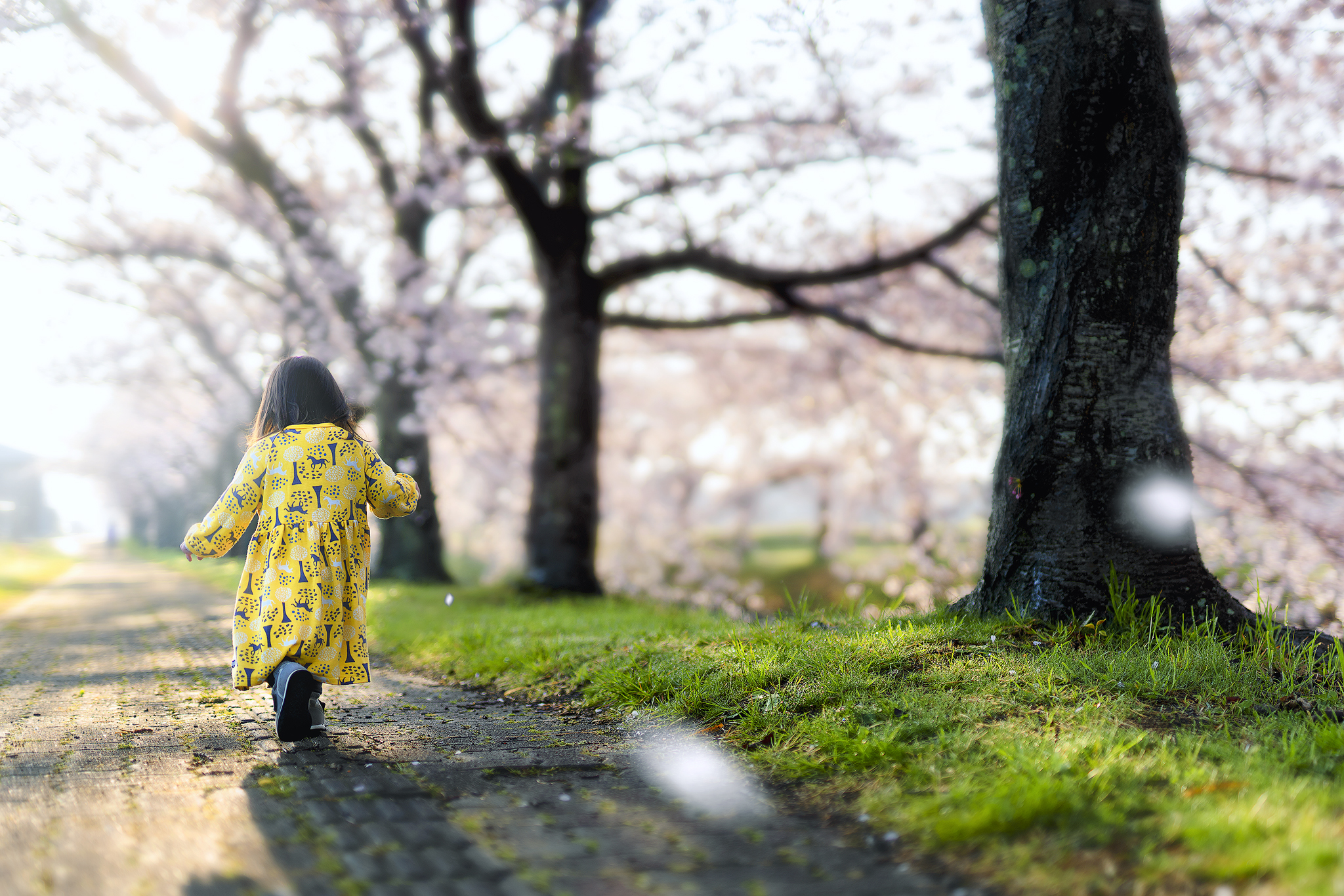 When Cherry Blossoms Fall