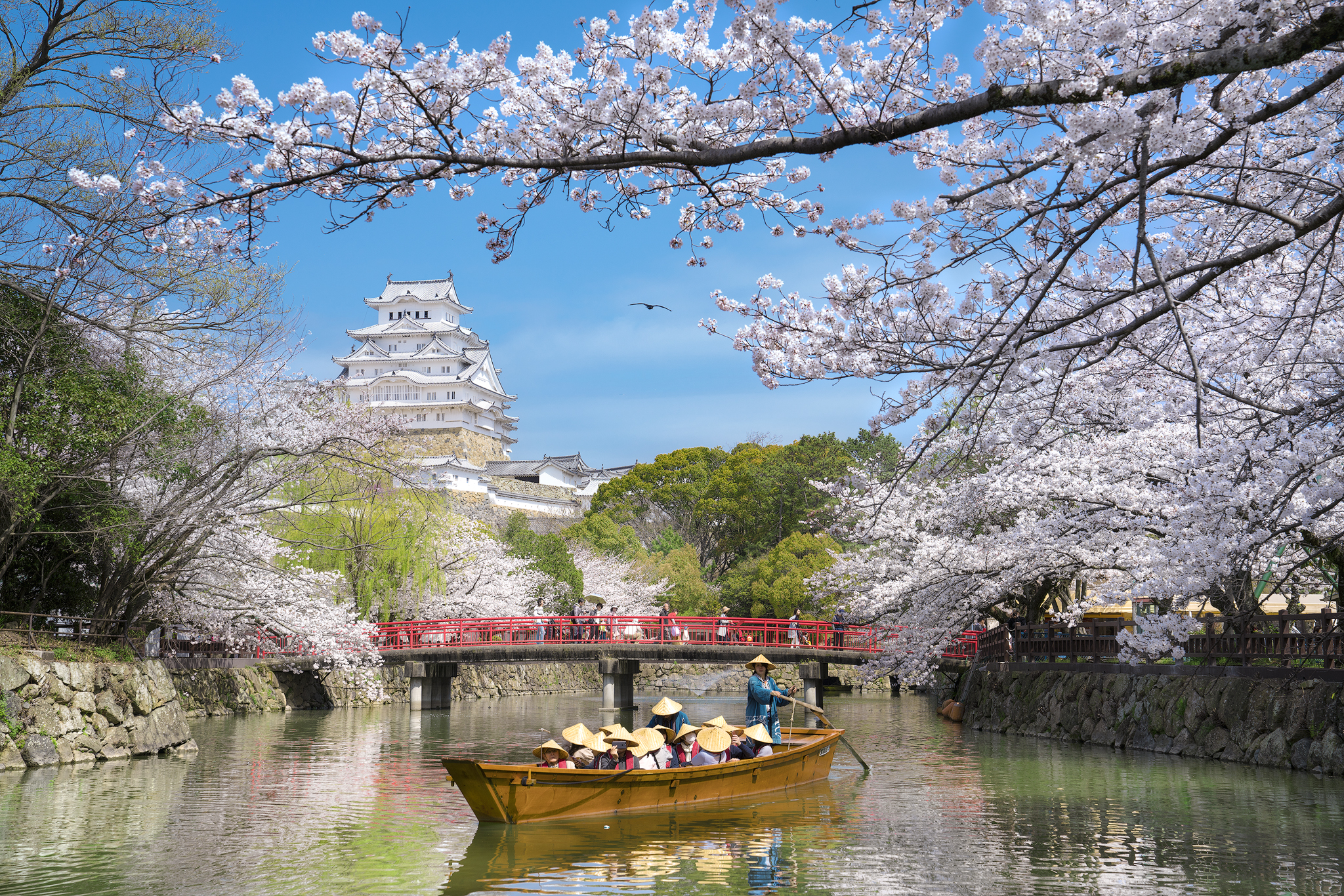 Cherry blossoms of World Heritage Hi
