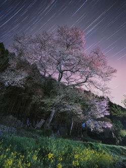 宙（そら）の軌跡と闇に咲く夜桜