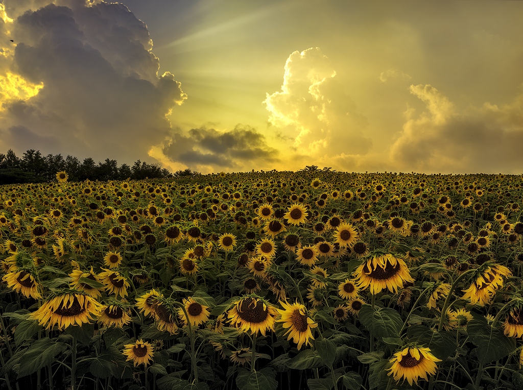 SUNFLOWER