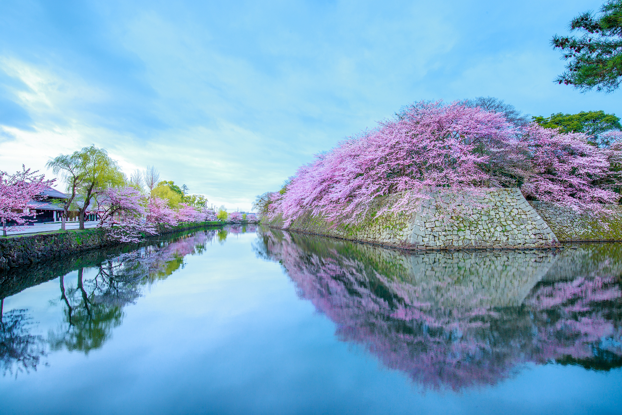 SAKURA
