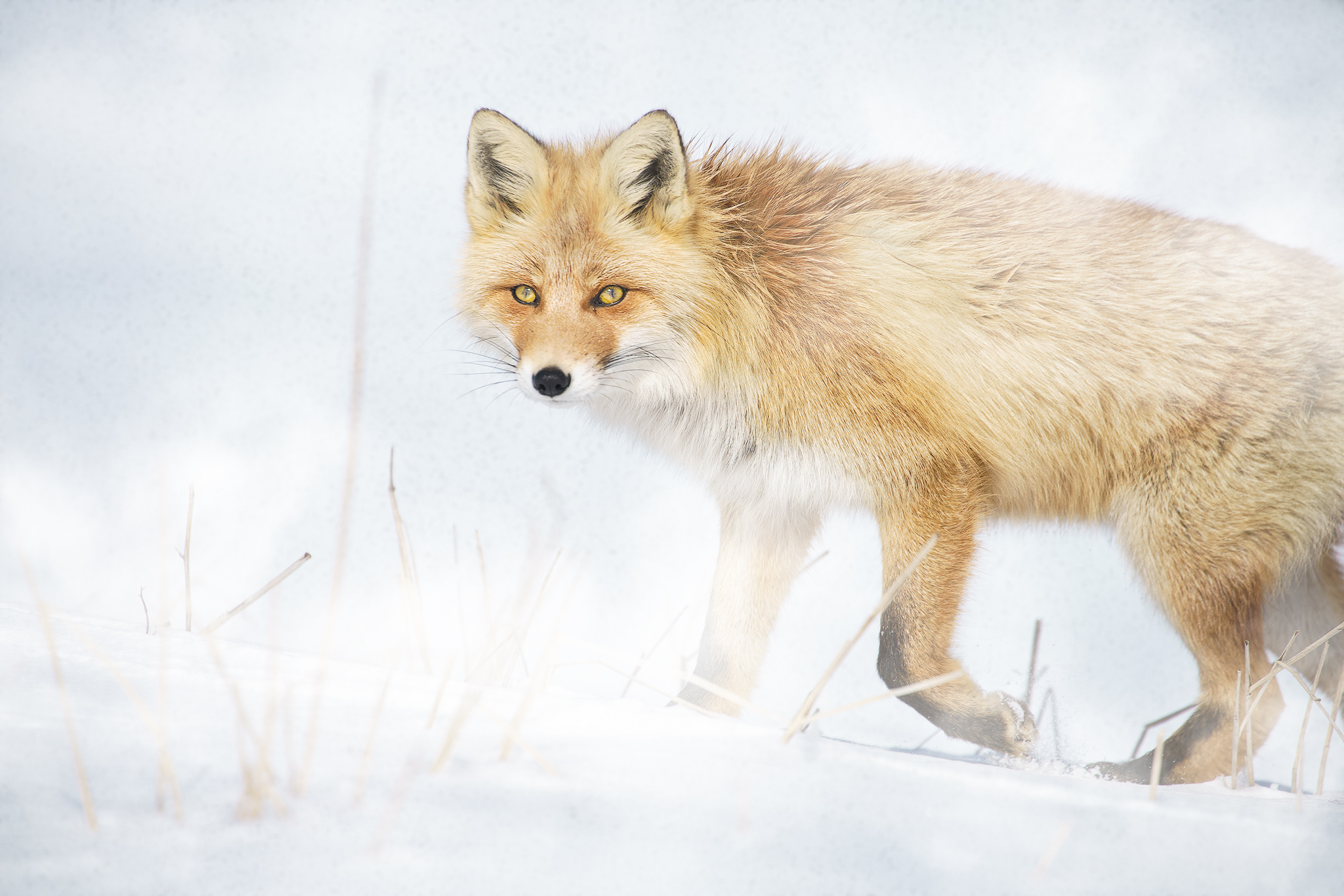 Snow Fox