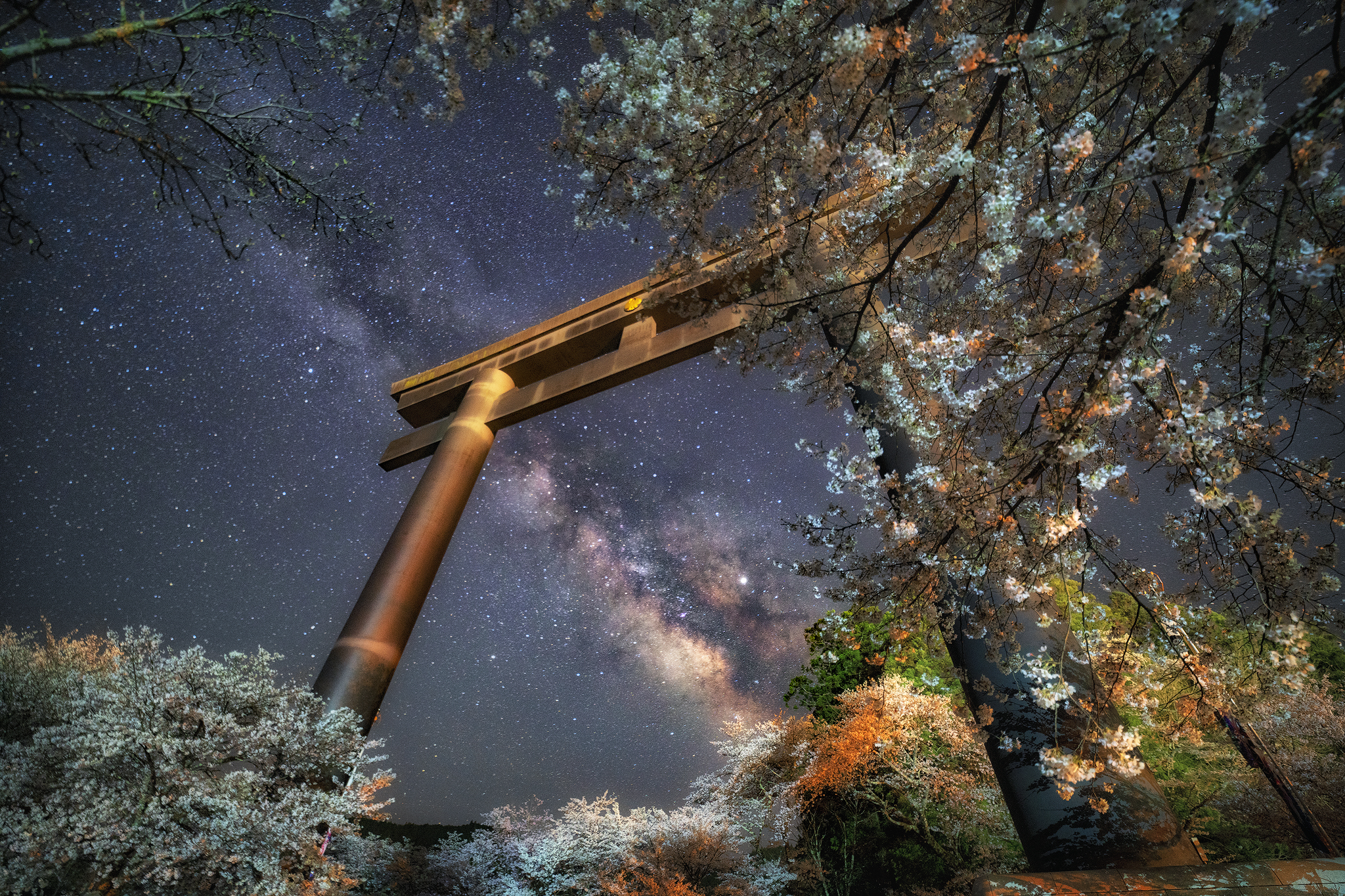 Cherry Blossoms And The Milky Way