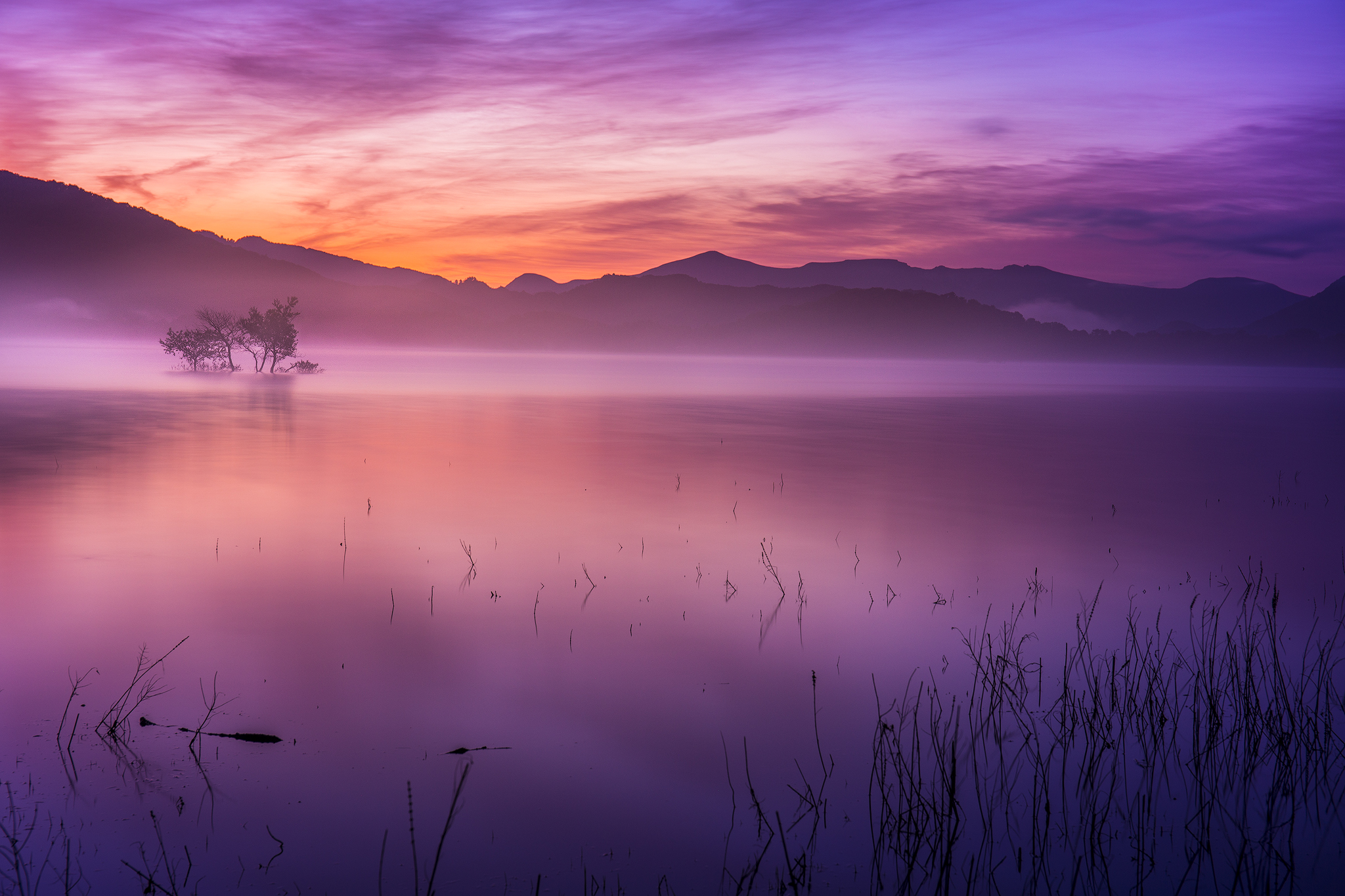 Purple Morning