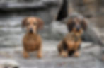 Dachshund miniatura