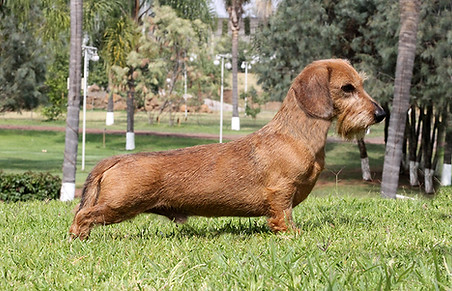 Dachshund Miniatura Pelo de Alambre