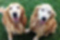 cachorro, golden-retriever, cachorro-golden-retriever, criadero-golden-retriever, cachorro-golden, c