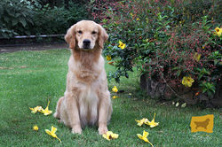 cachorro, golden-retriever, cachorro-golden-retriever, criadero-golden-retriever, cachorro-golden, c