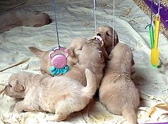 cachorros golden retriever venta