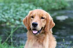 cachorro, golden-retriever, cachorro-golden-retriever, criadero-golden-retriever, cachorro-golden, c