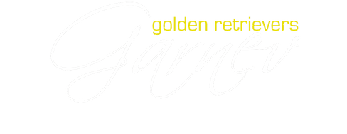 cachorro, golden-retriever, cachorro-golden-retriever, criadero-golden-retriever, cachorro-golden, garnevgoldenretrievers