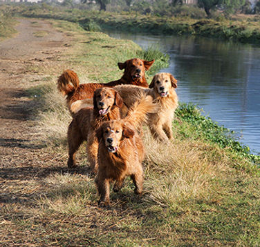 golden retriever cachorros venta