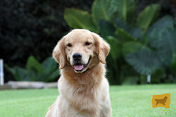 cachorro, golden-retriever, cachorro-golden-retriever, criadero-golden-retriever, cachorro-golden, c