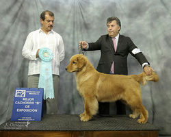cachorro, golden-retriever, cachorro-golden-retriever, criadero-golden-retriever, cachorro-golden, c