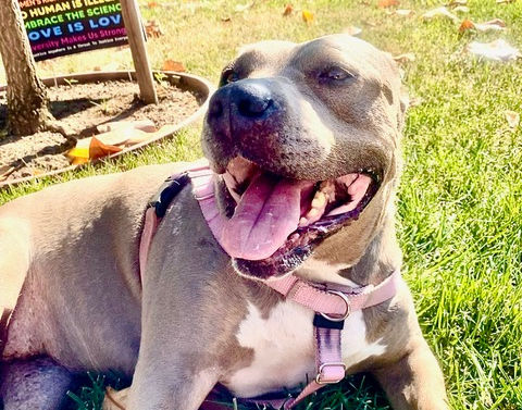 Pretty Pit Bull