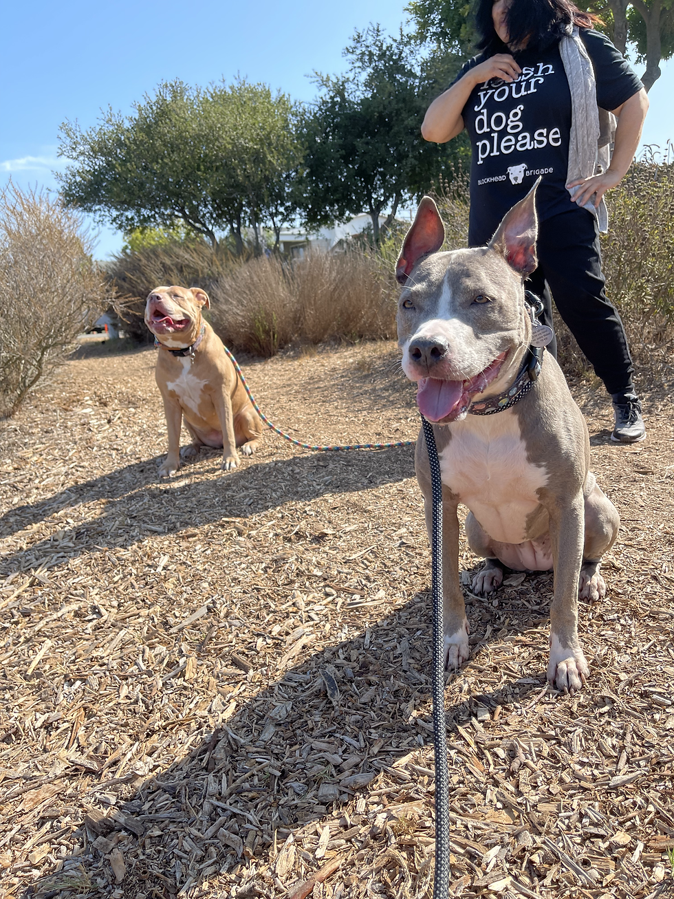 Saturday Community Pack Walk at Colorado Lagoon