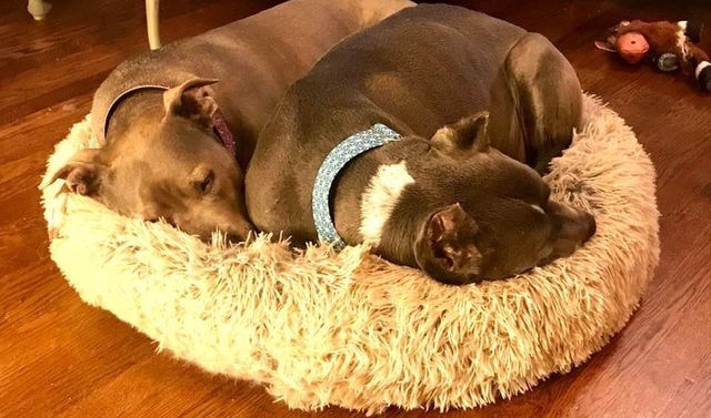 Cuddling Pit Bulls