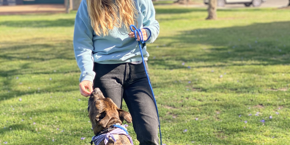 The Urban Dog Management Workshop