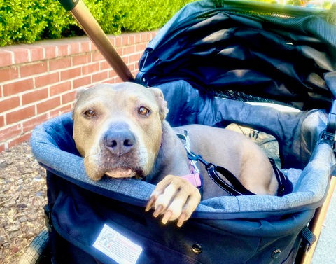 Beautiful Pit Bull in stroller