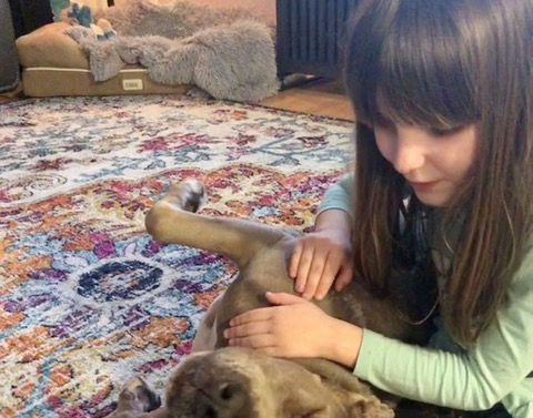 A Pit Bull and a kid