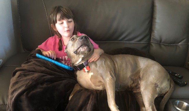 Stella the Pit Bull gives good snuggles