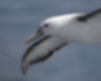 Indian Yellow-nosed Albatross by Claire Greenwell