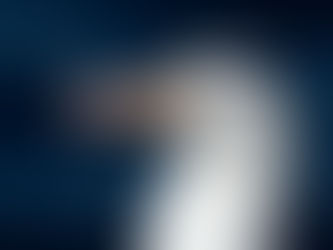 Black-browed Albatross