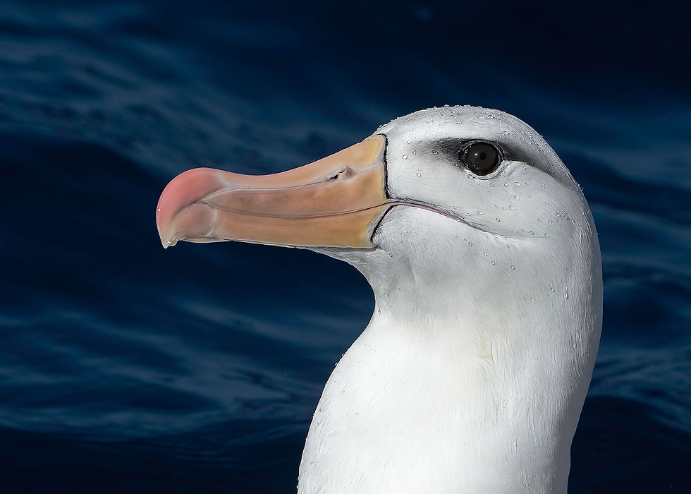 Image: Claire Greenwell