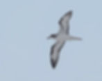 Barau's Petrel by Claire Greenwell
