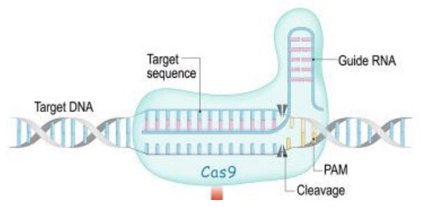 Guide RNA Attaching and Cas9 Getting Ready to Cleave Target Viral DNA (Pink=guide RNA, Blue=viral DNA, Yellow=PAM sequence)