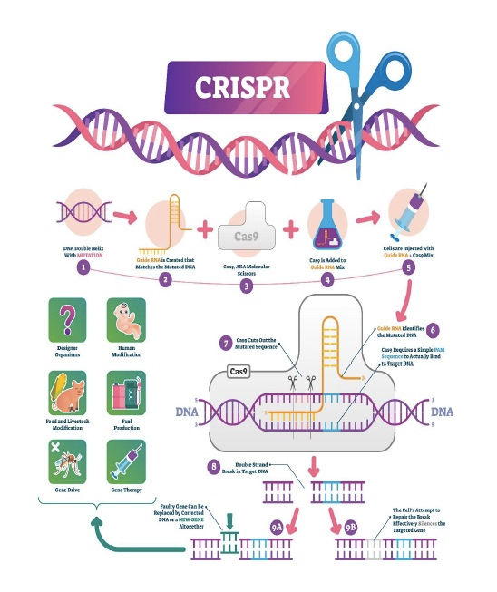 CRISPR Gene Editing in the Laboratory