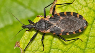 the Kissing Bug, a vector of Chagas Disease