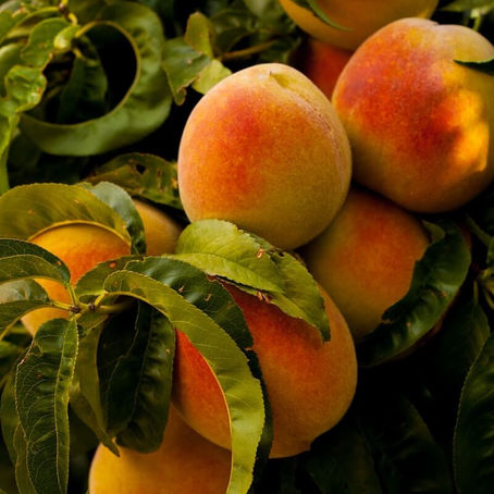 peaches, ingredient explainer, culinary medicine