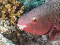 The Pink Puffer and the Blue Bloater